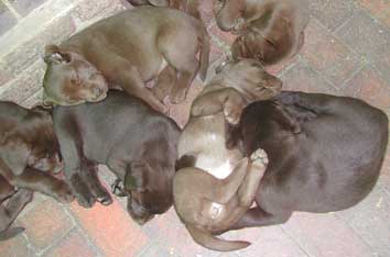 THE BIG CHOCOLATE NAP