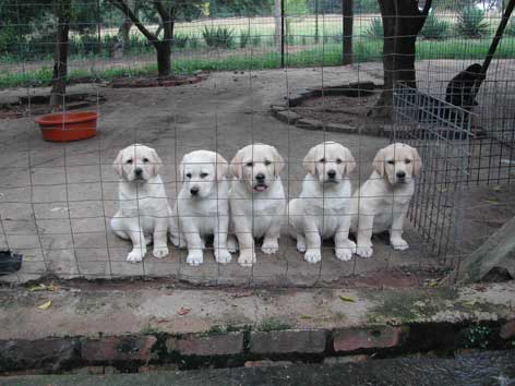 Saartjie Matthys pups Dec 08
