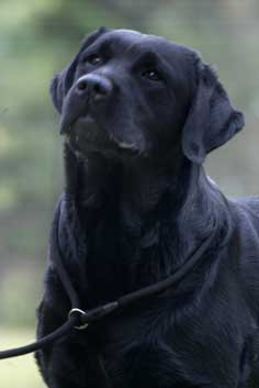 Zorba